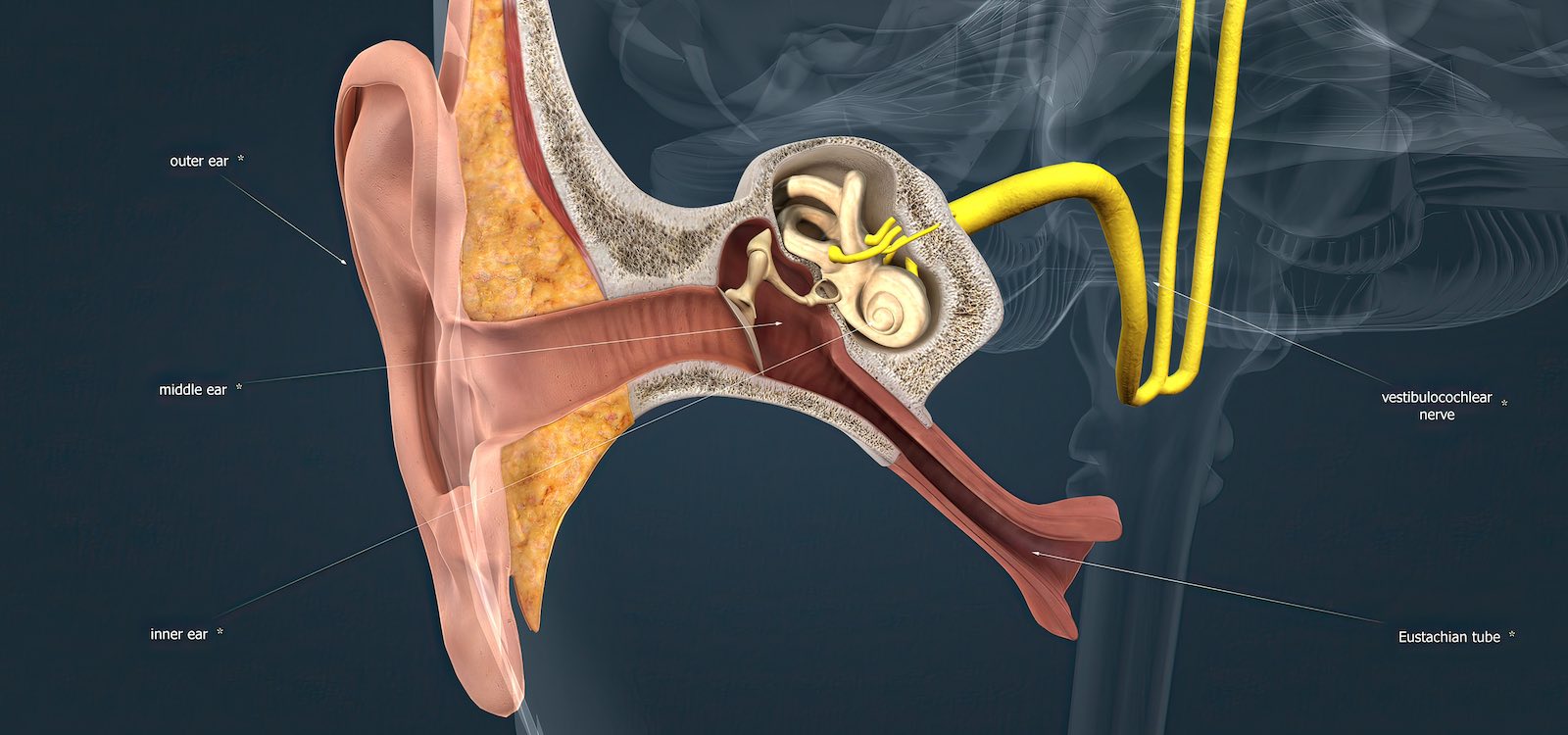 Eustachian Tube Anatomy